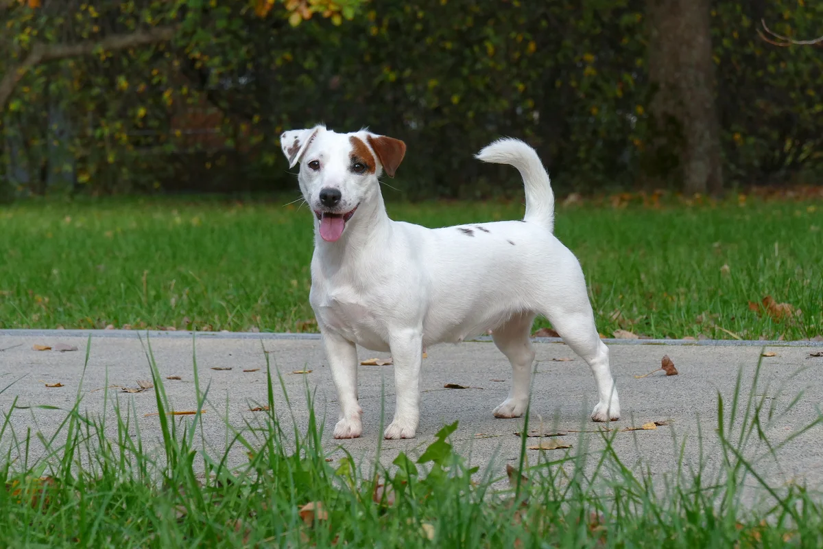 jack russell terrier