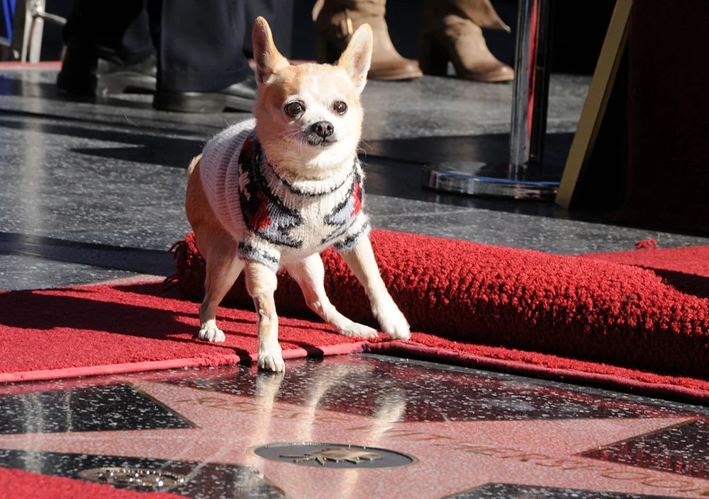 Bruiser the dog from "Legally Blonde" poses on Reese star at the Reese Witherspoon Hollywood Walk Of Fame Star Induction Ceremony on December 1, 2010 in Hollywood, California.