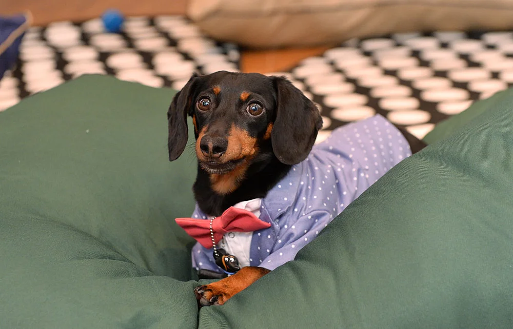 Crusoe the Celebrity Dachshund at the General Mills Cereal Exclusive Pets-Only Movie Experience for The Secret Life of Pets on June 28, 2016 in Chicago, Illinois.