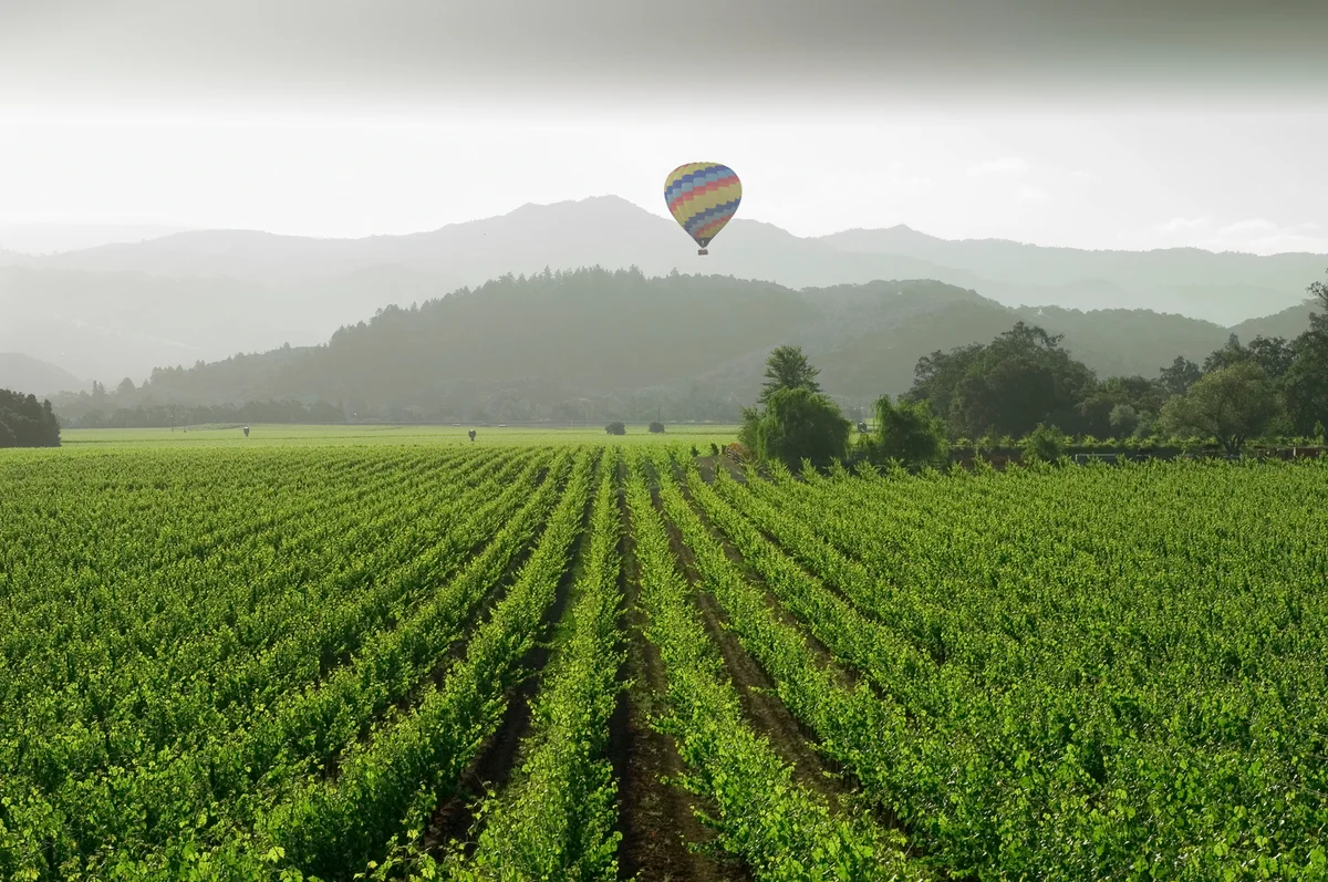 balloon over a Napa vineyard