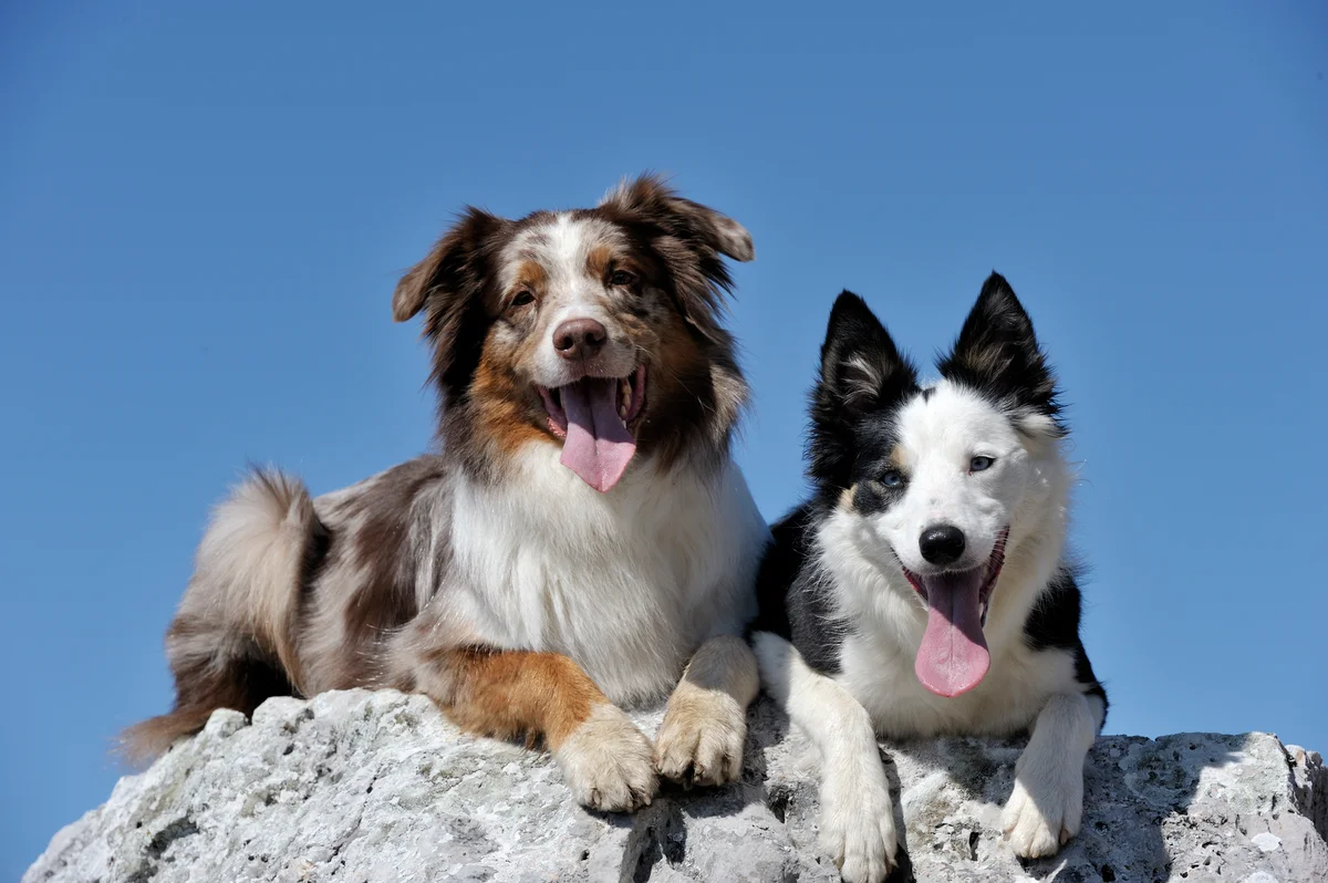 Australian shepherd and border collie