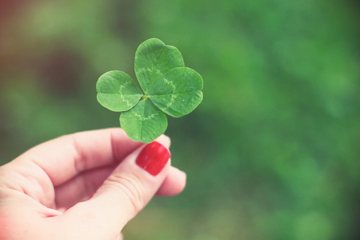 Woman's hand holding four leaf clover