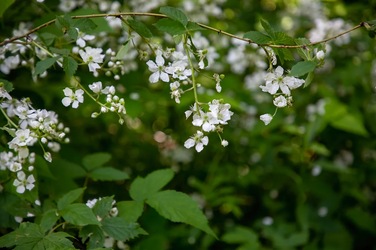 Blackberry Blossoms