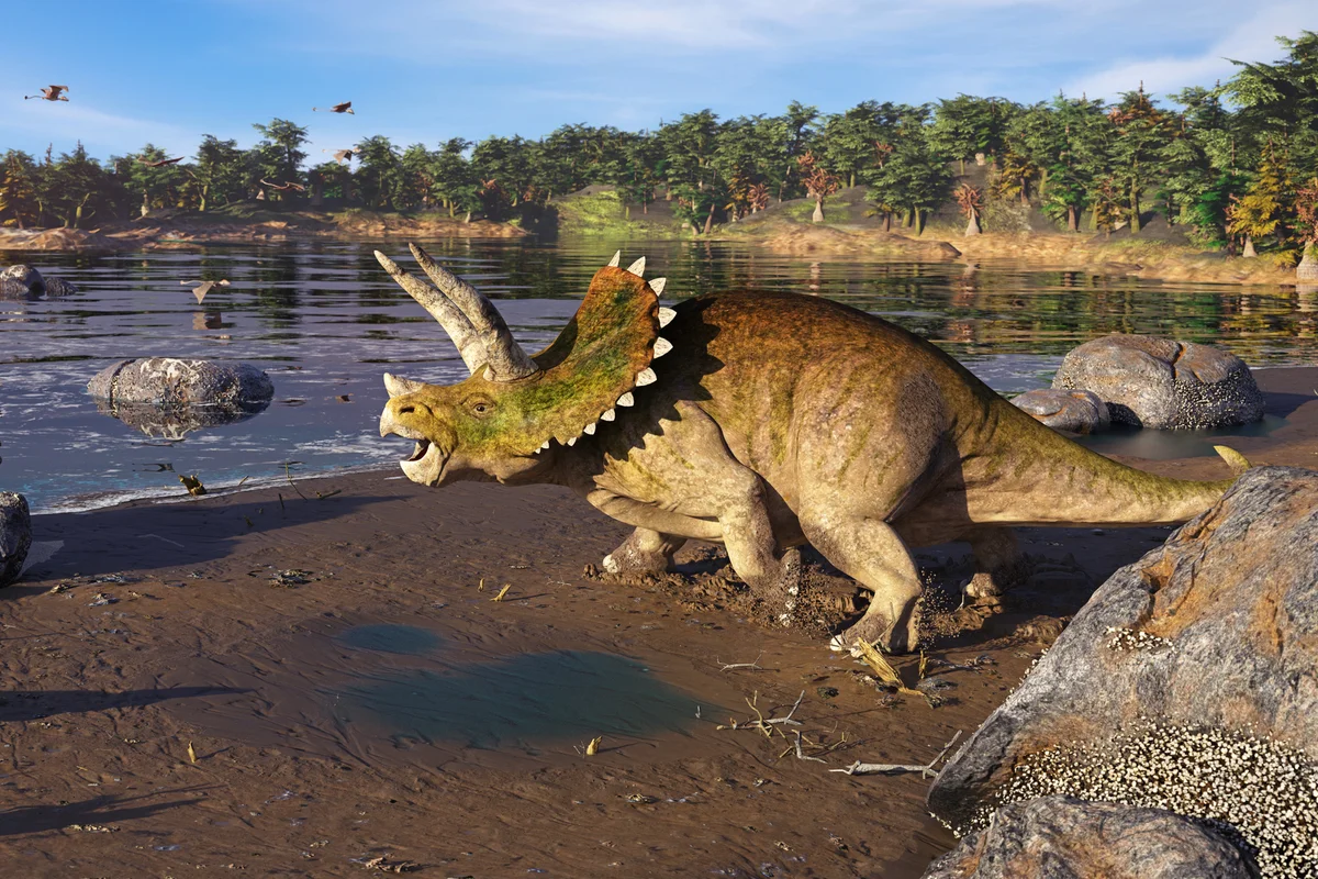 Triceratops dinosaur