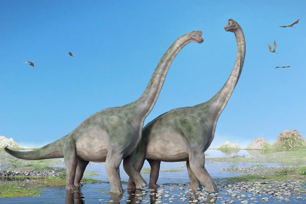 Couple of Brachiosaurus