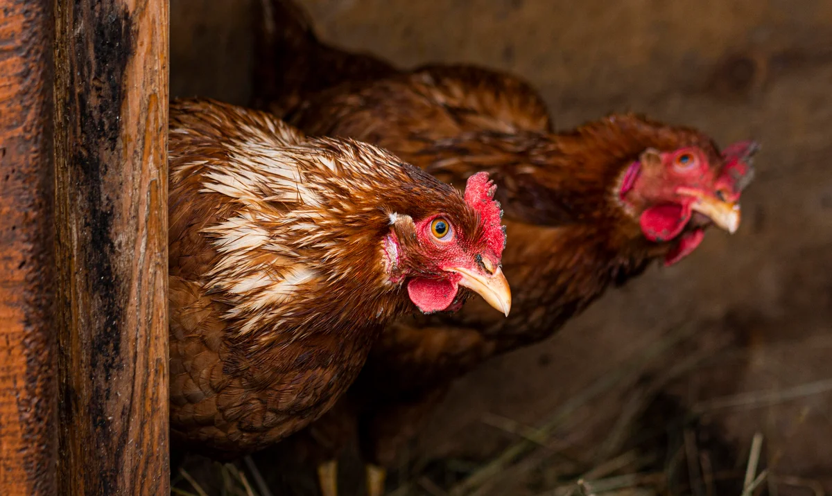 Two chickens inside coop.