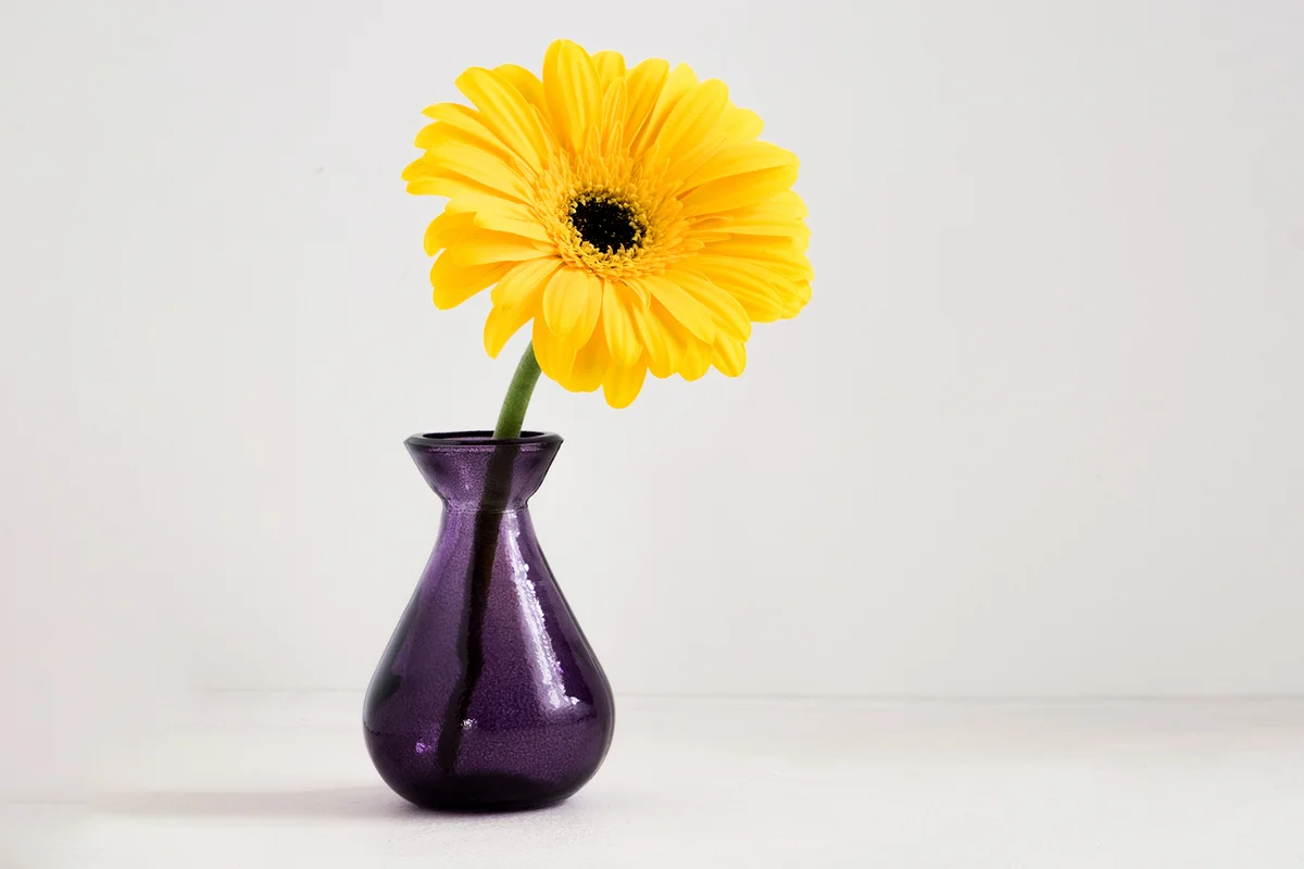 One yellow Gerbera in a purple class vase