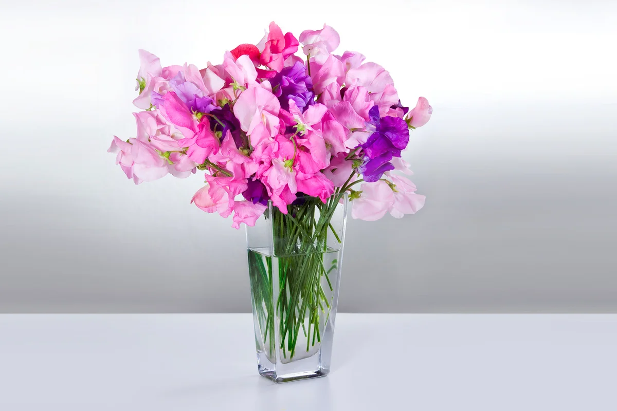 Flowers peas in vase on white table
