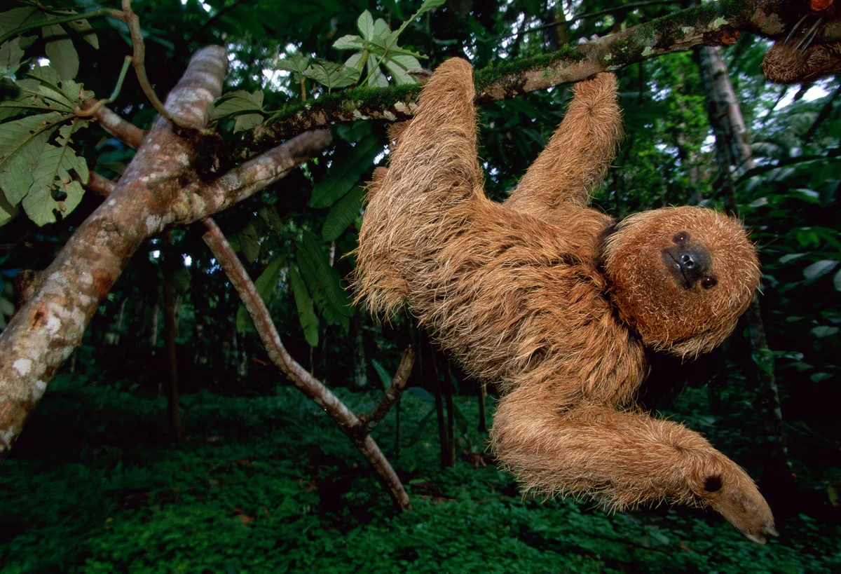 sloth in a tree