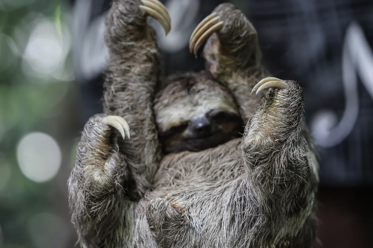 three toed sloth