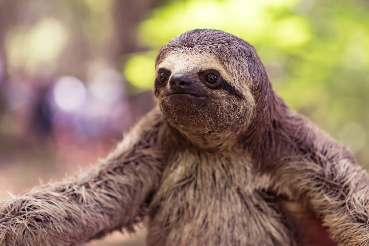 sloth headshot