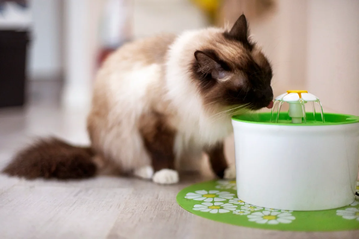 Birman cat drinking water