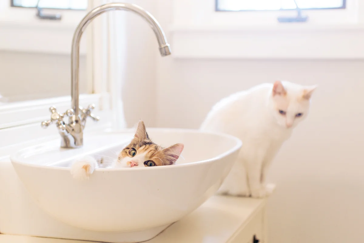 Two cats together in a bathroom