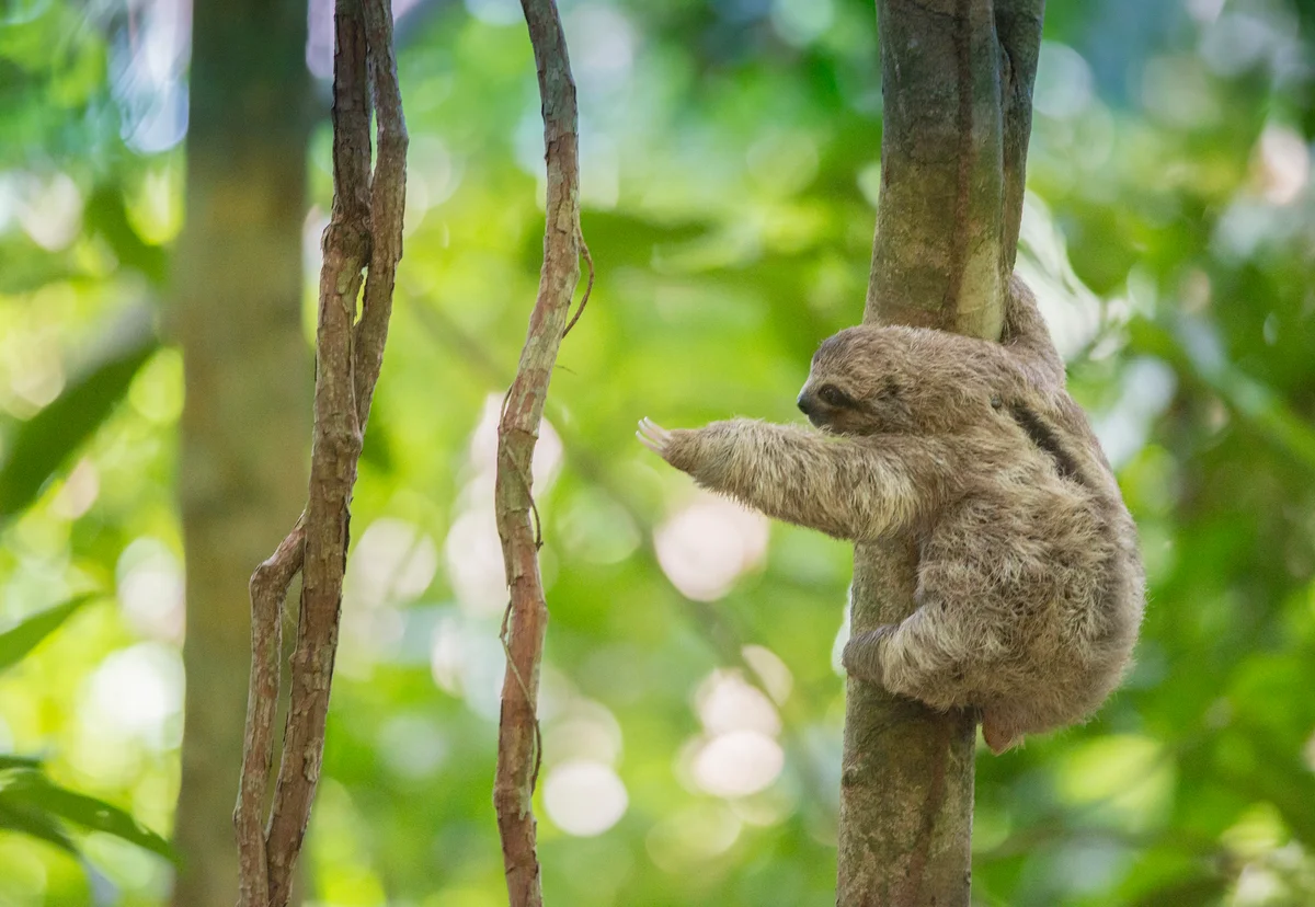 baby three-toed sloth