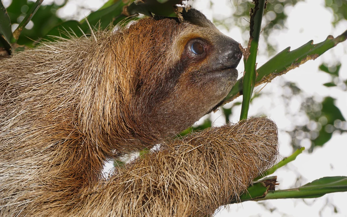 close up of sloth's head