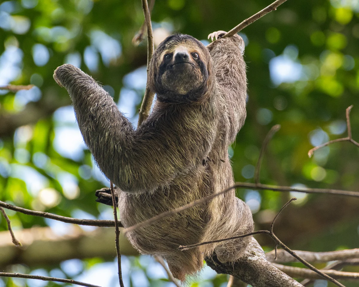 standing sloth