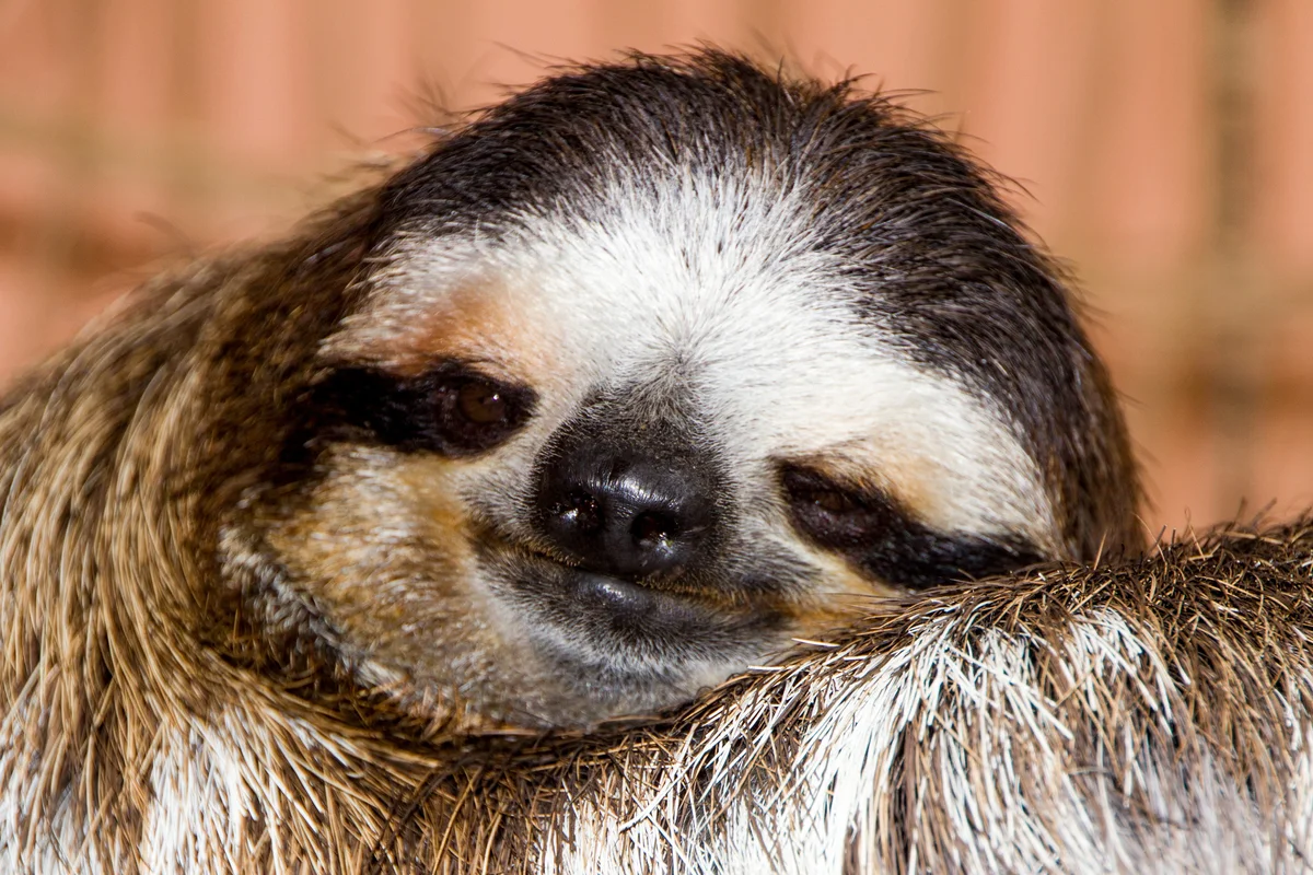smiling sloth