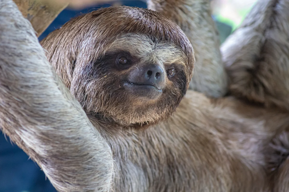 brown throated sloth