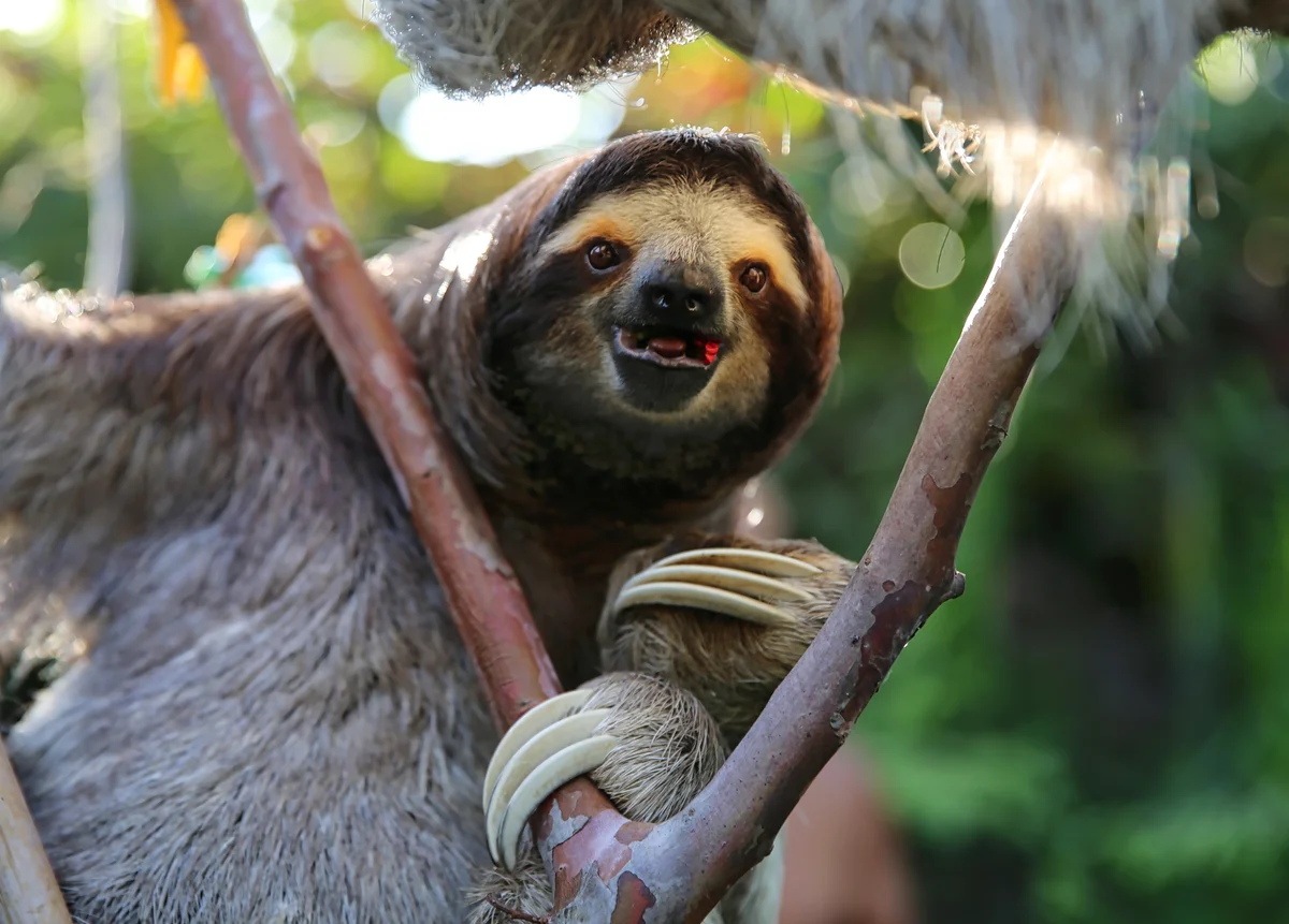 sloth eating hibiscus flowers