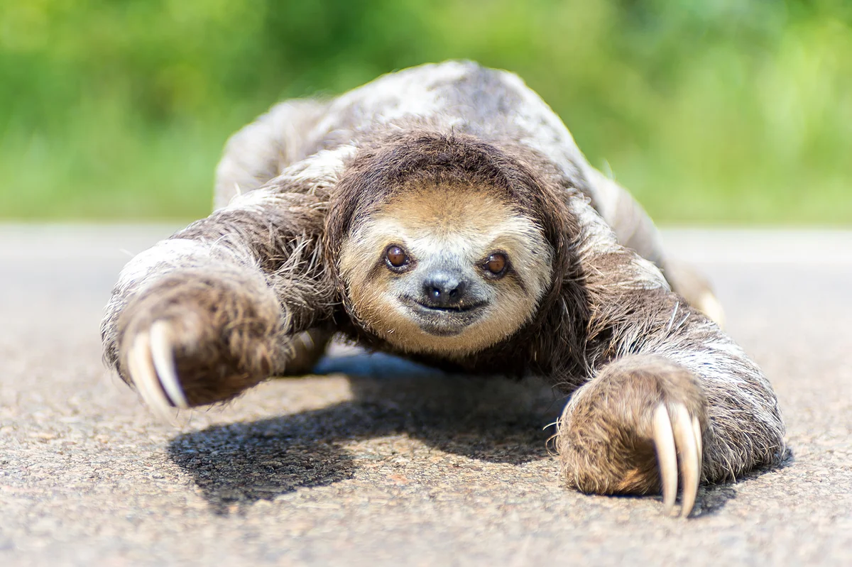 crawling sloth