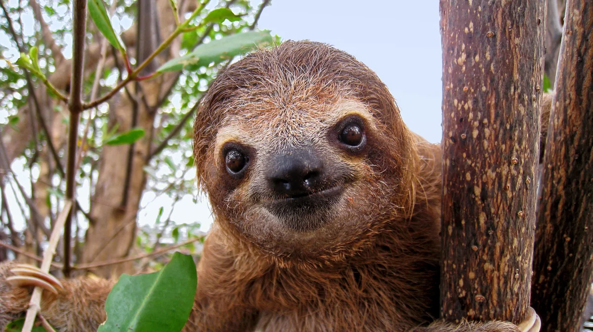 happy sloth closeup