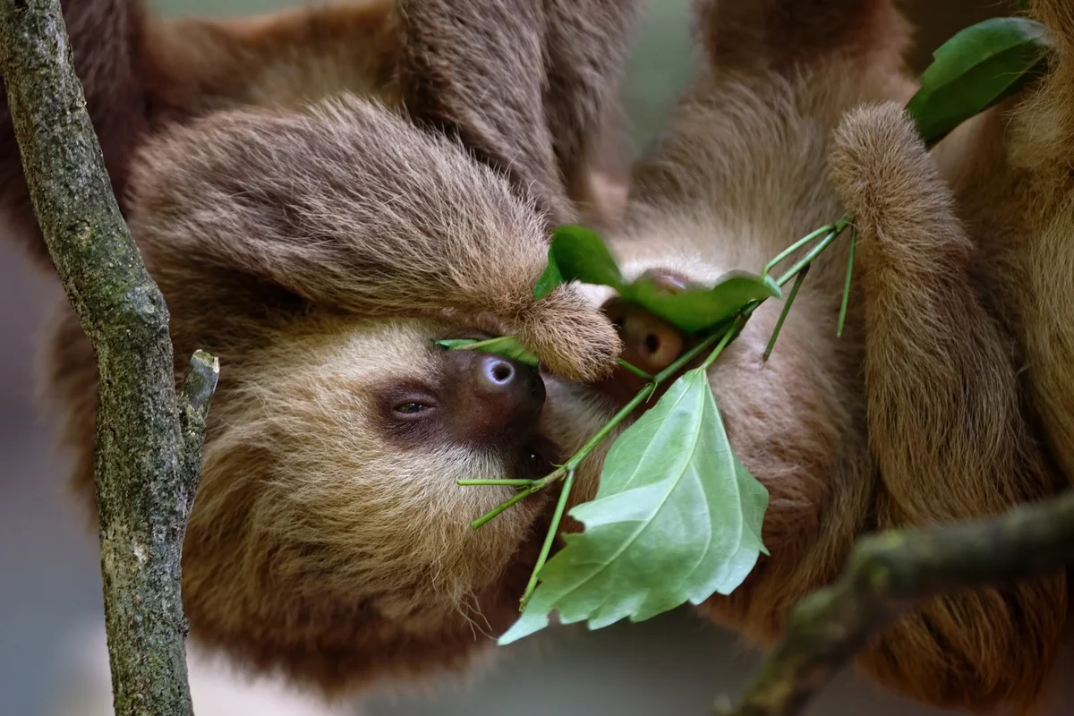 two sloths eating