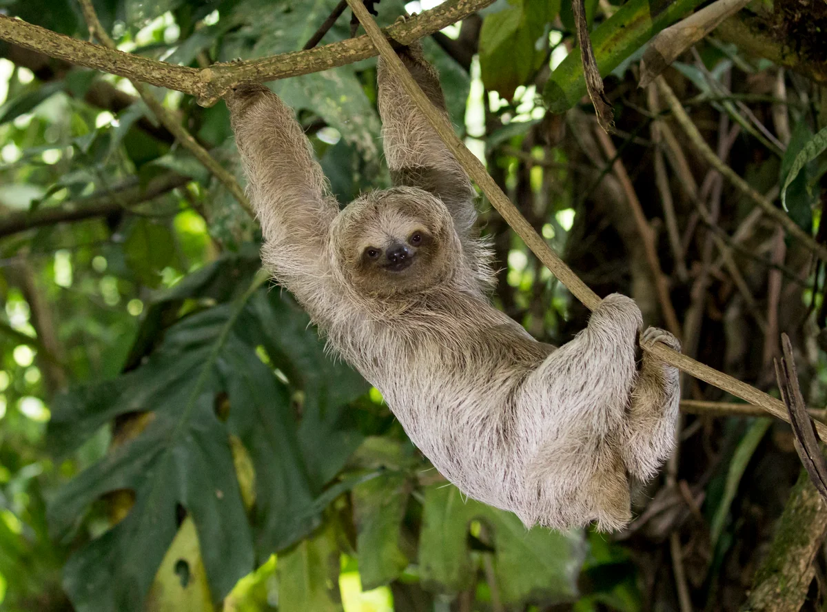 happy young sloth
