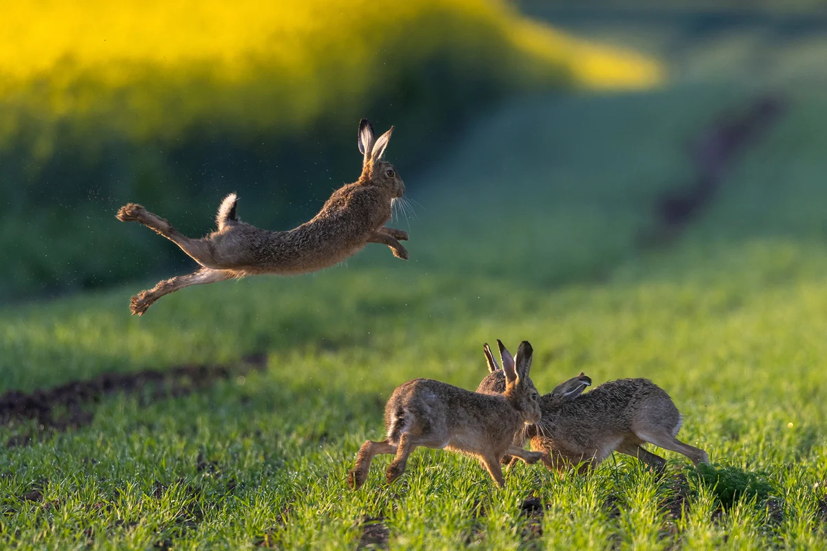 European hares (Lepus europaeus) jumping and running on a field