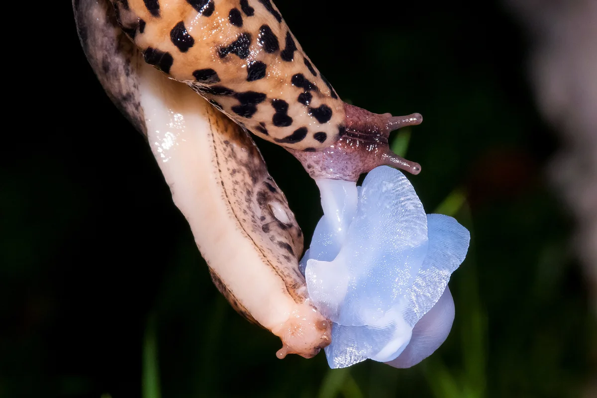 Limax maximus, great grey slug snail mating