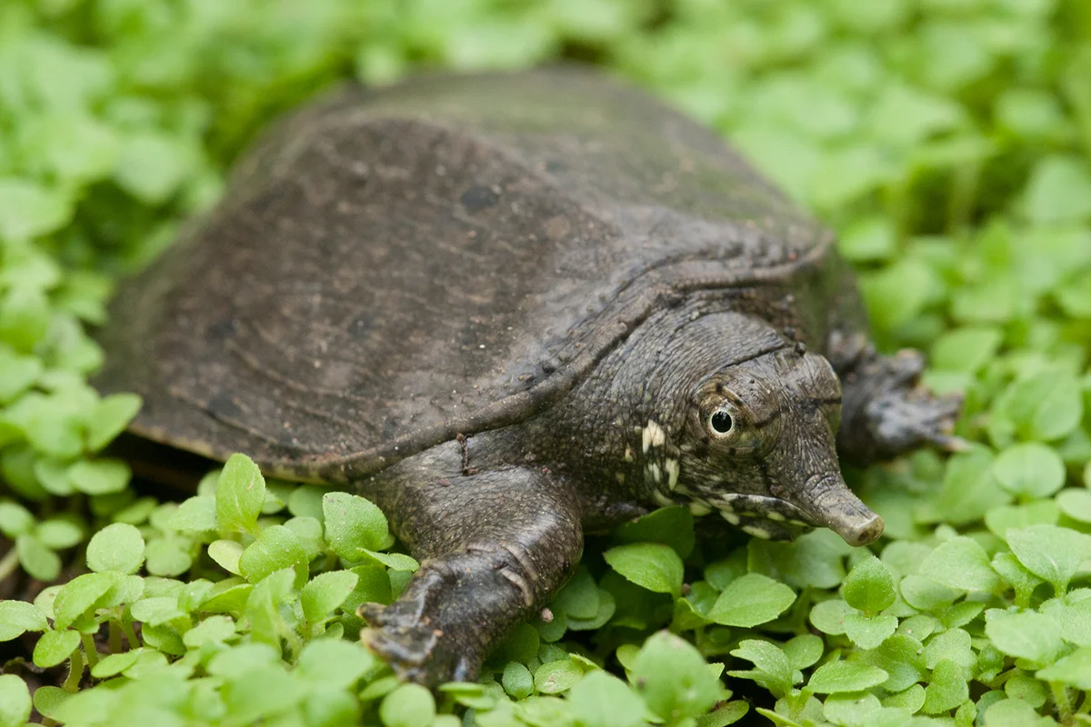 Common softshell turtle or asiatic softshell turtle