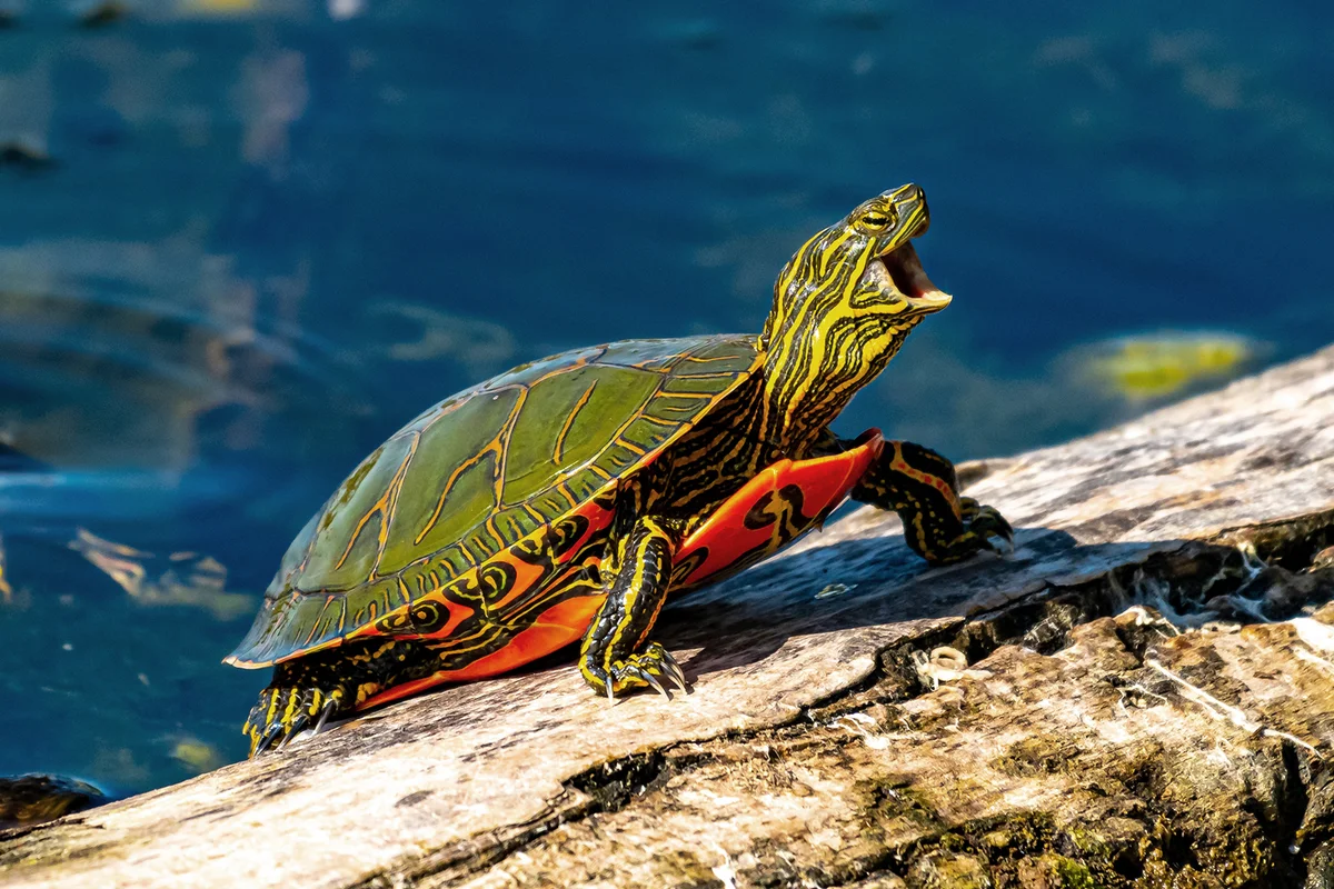 Close-up of a turtle on a rock
