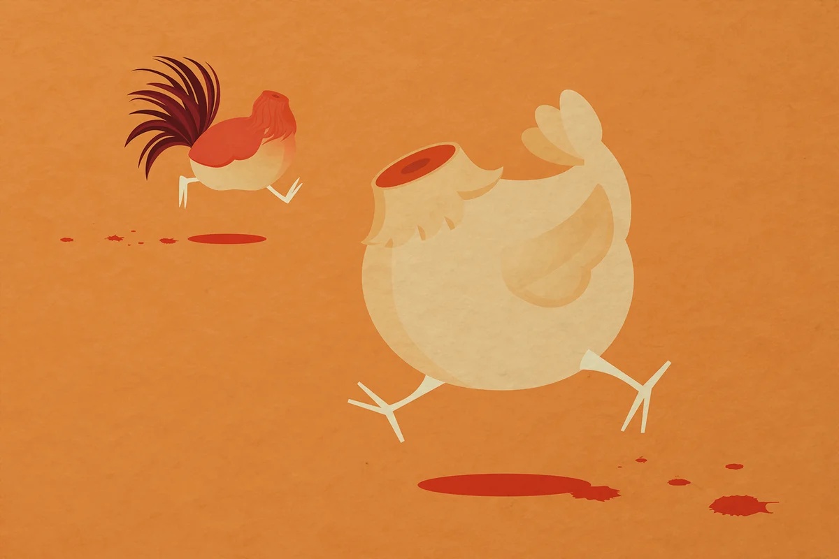 Running around like Chicken Without a Head