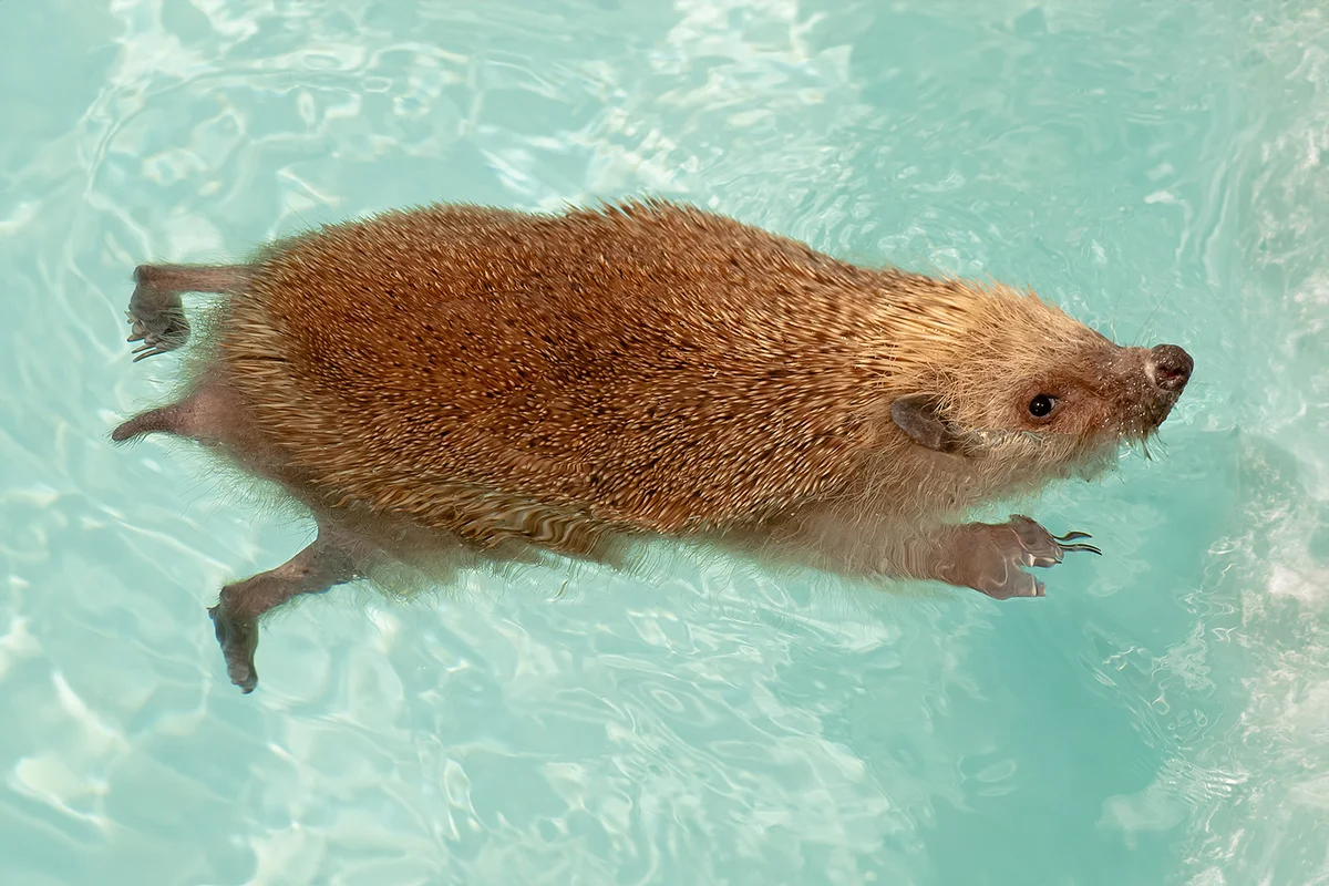Hedgehog swimming