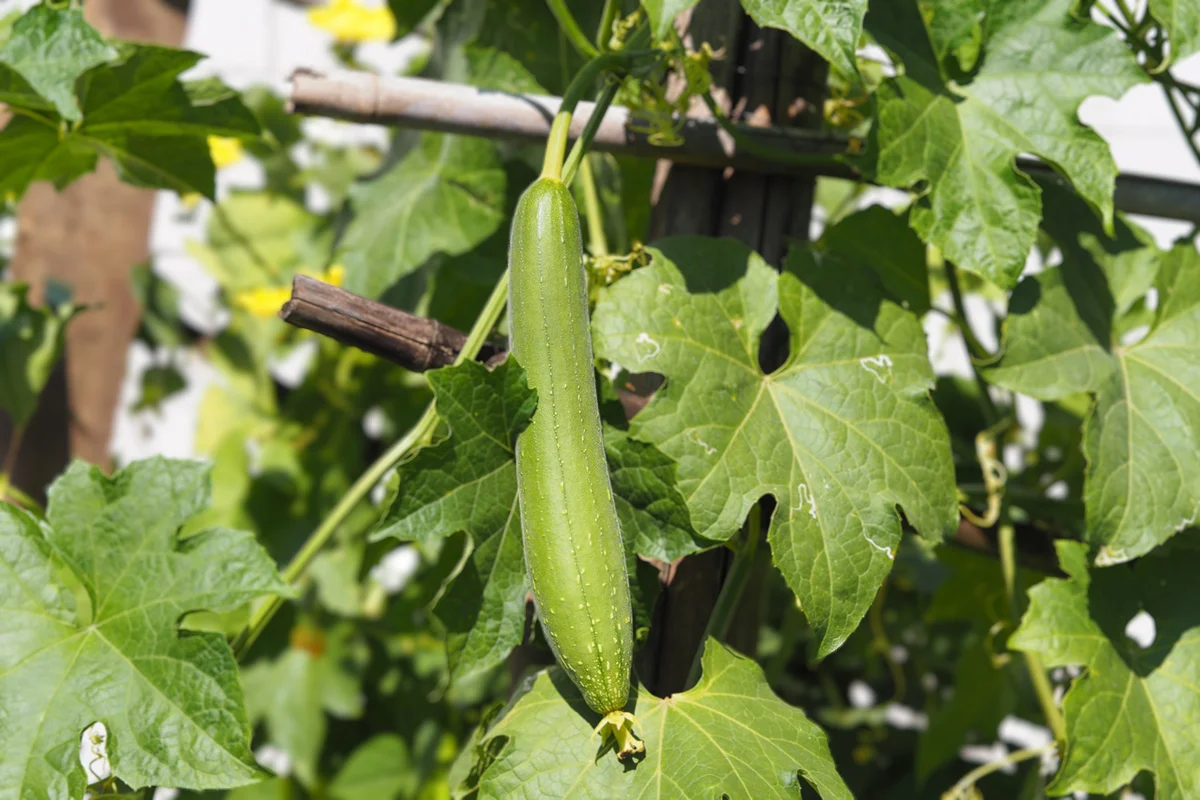 Zucchini, sponge gourd green vegetable gourd