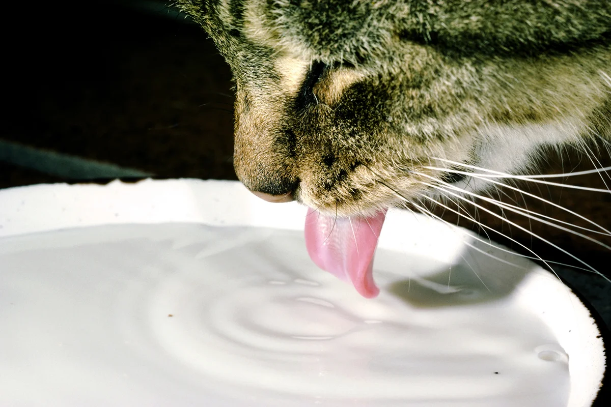 Cat lapping up milk