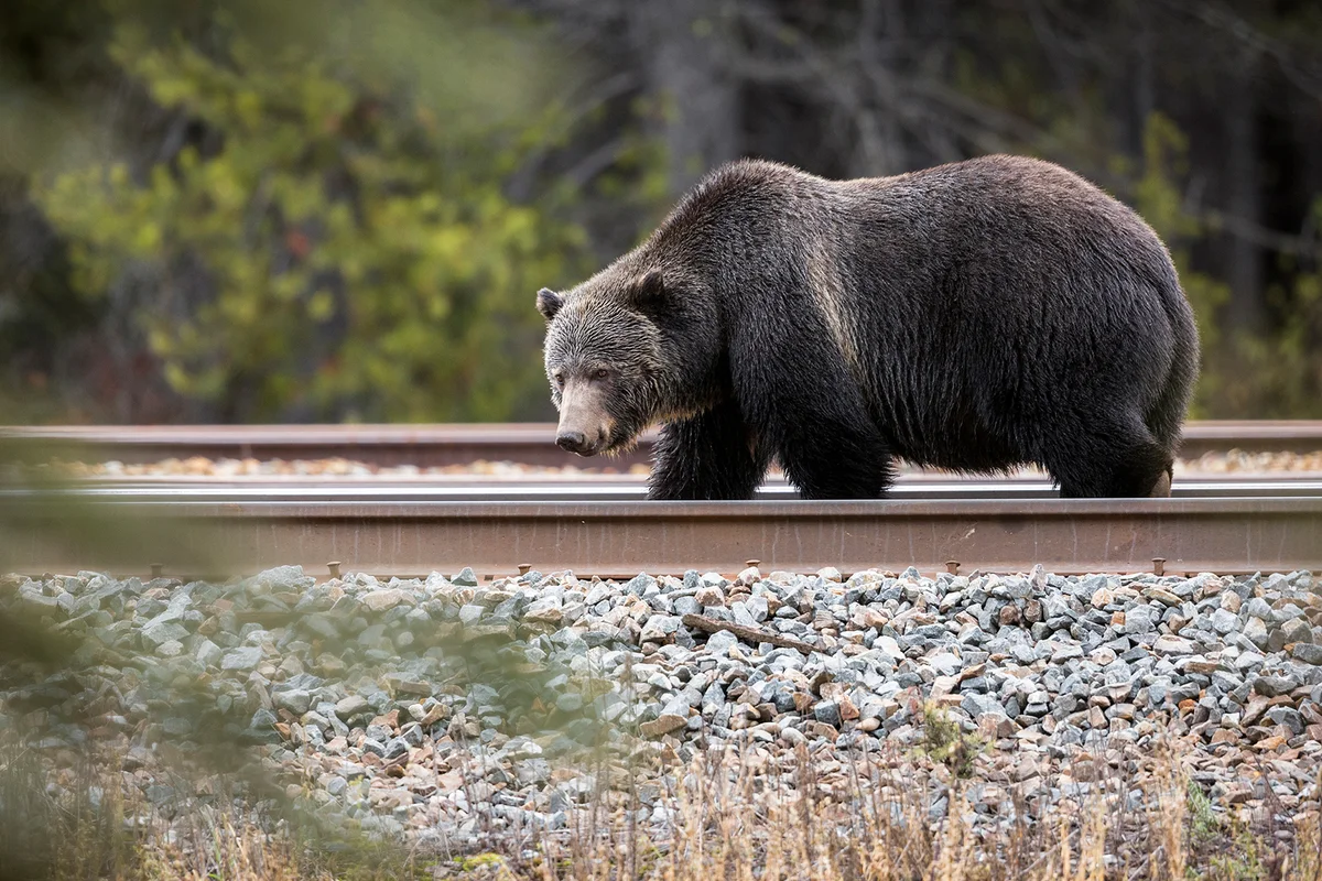 Grizzly Bear Sow, ursus arctos horribilis, on railroad tracks