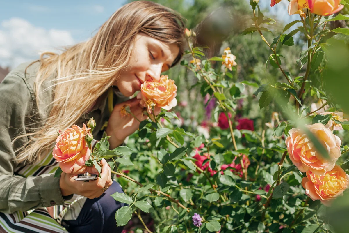 Young woman smelling blossom of an orange rose