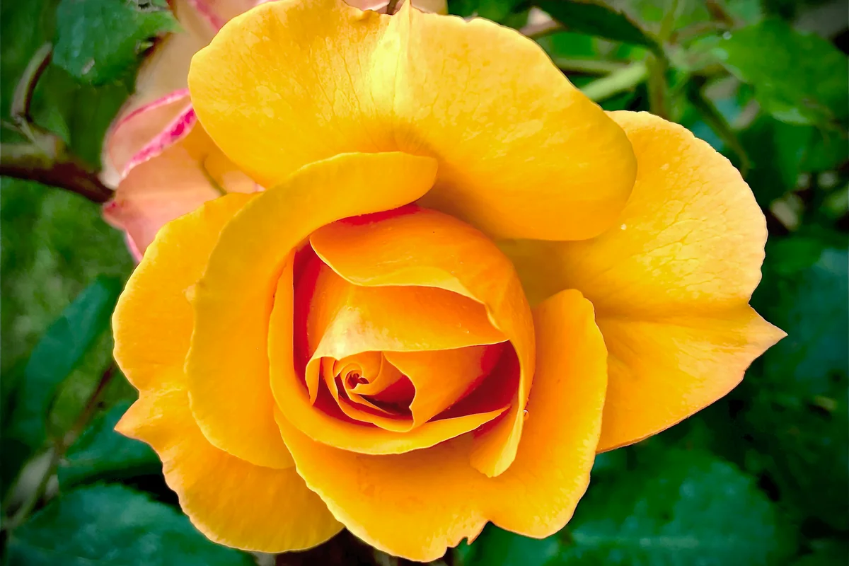 Rose Super Trooper