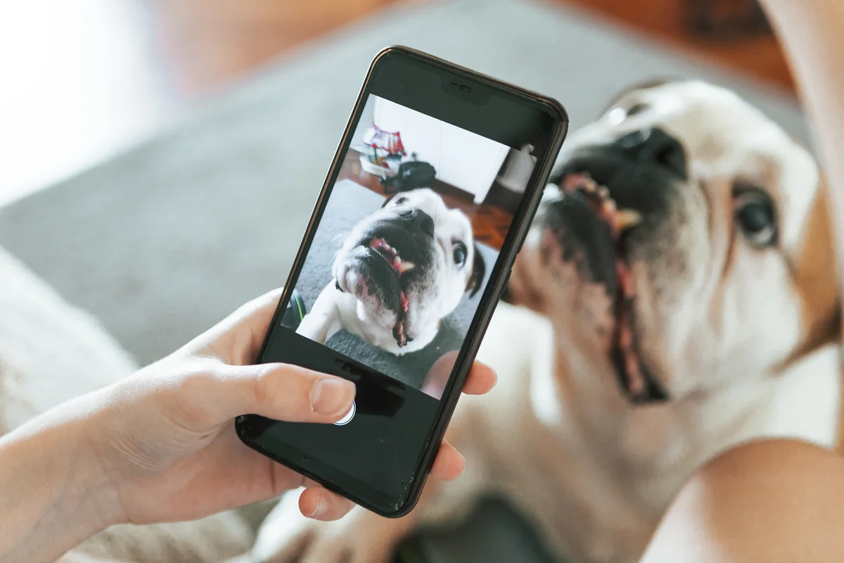 person taking pictures with mobile phone to his dog at home