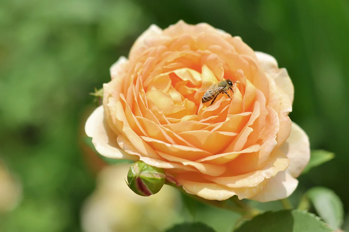 Lady of Shalott Rose