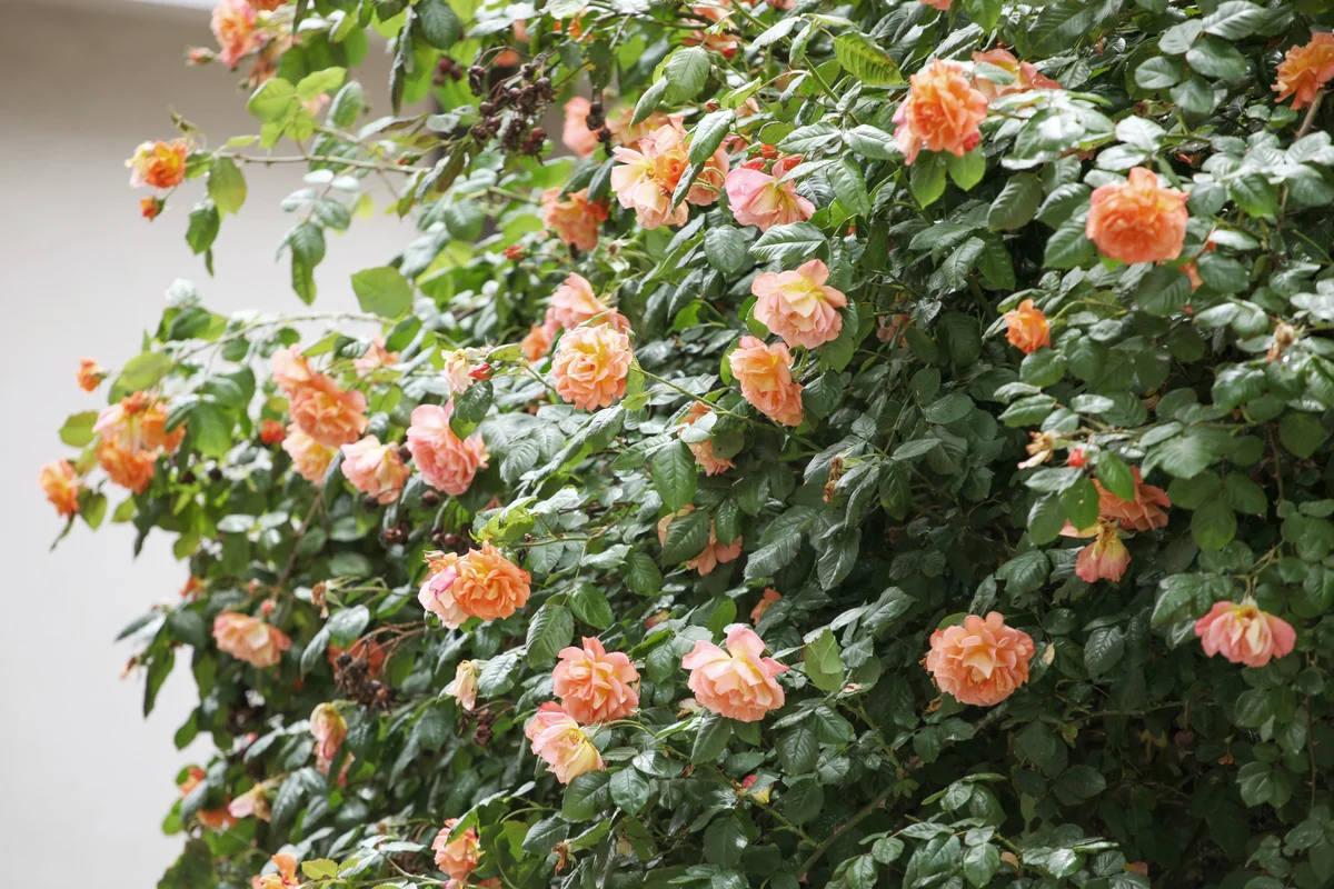 Orange Rose Shrub