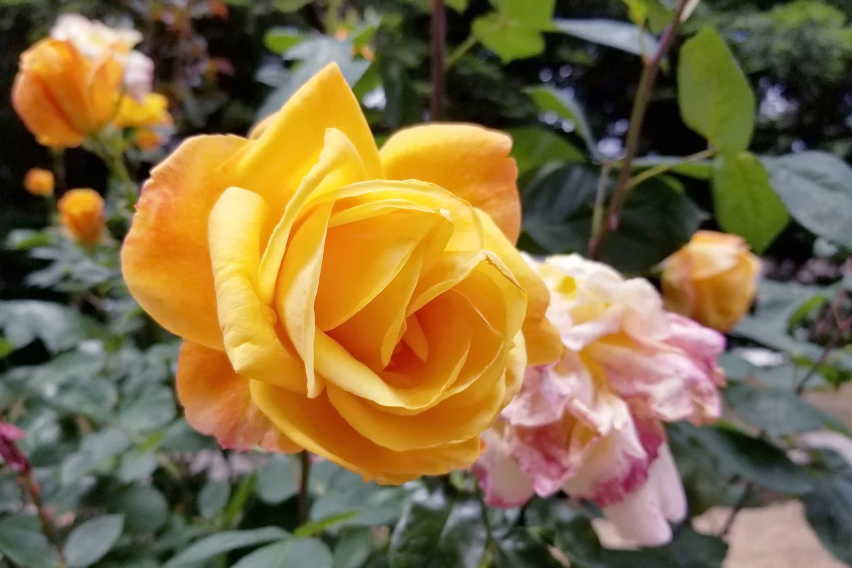 Orange Hybrid Tea Rose