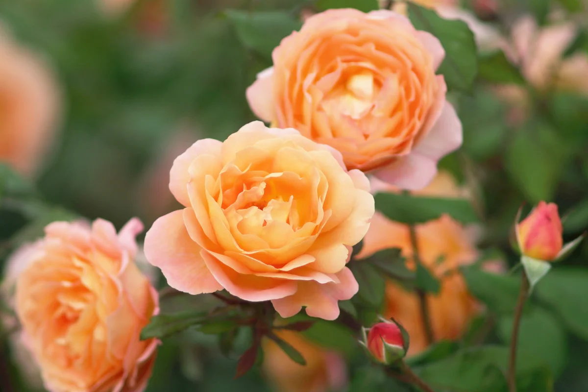 Rose Lady Emma Hamilton