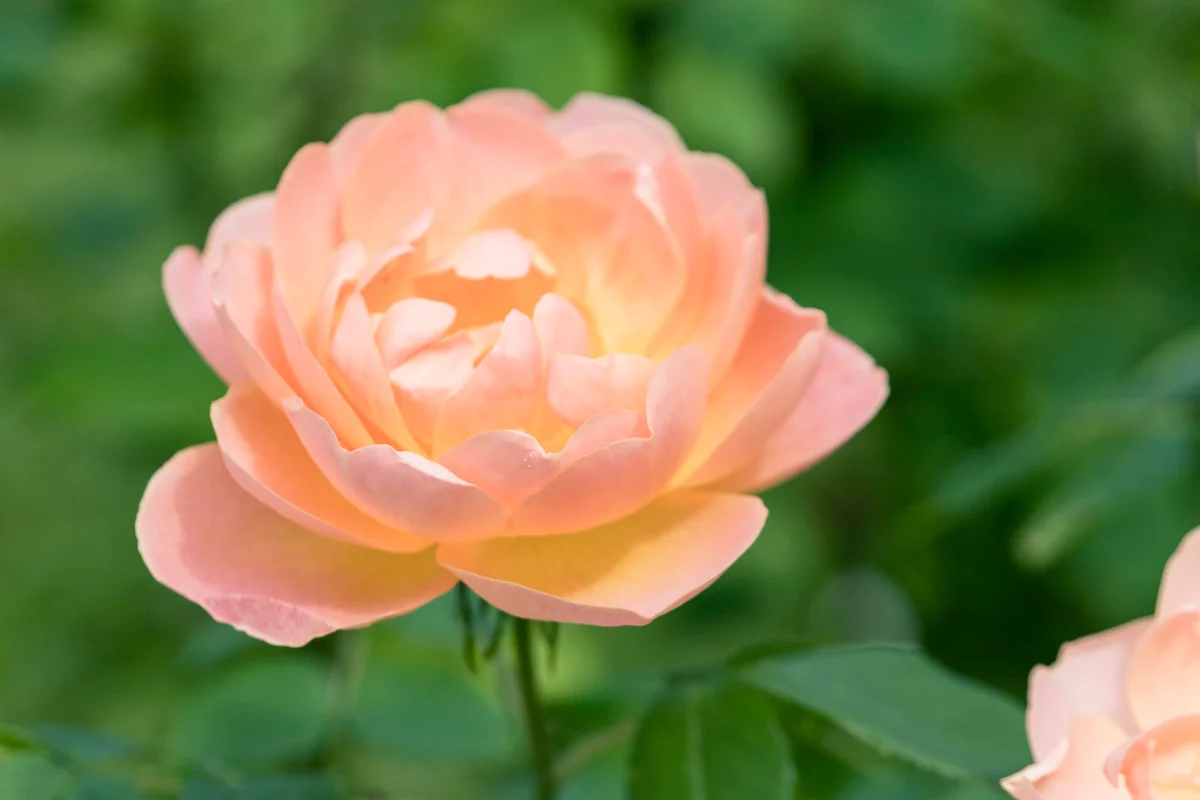 Orange Rose Bush