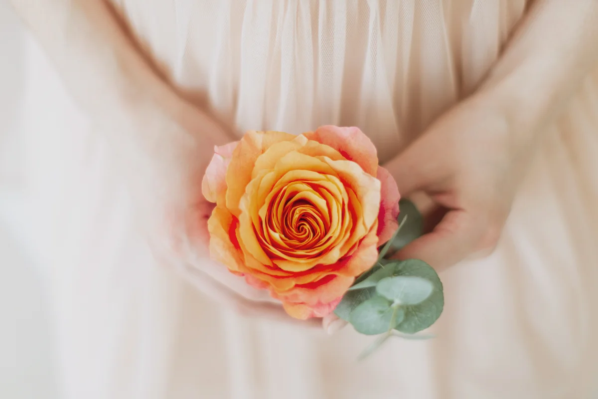 Delicate peach color bud of rose in woman's hand