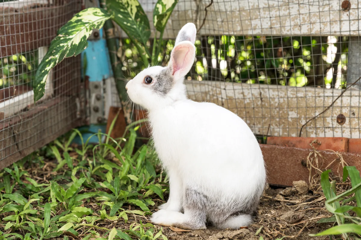 Young white and grey rabbit sitting on grass