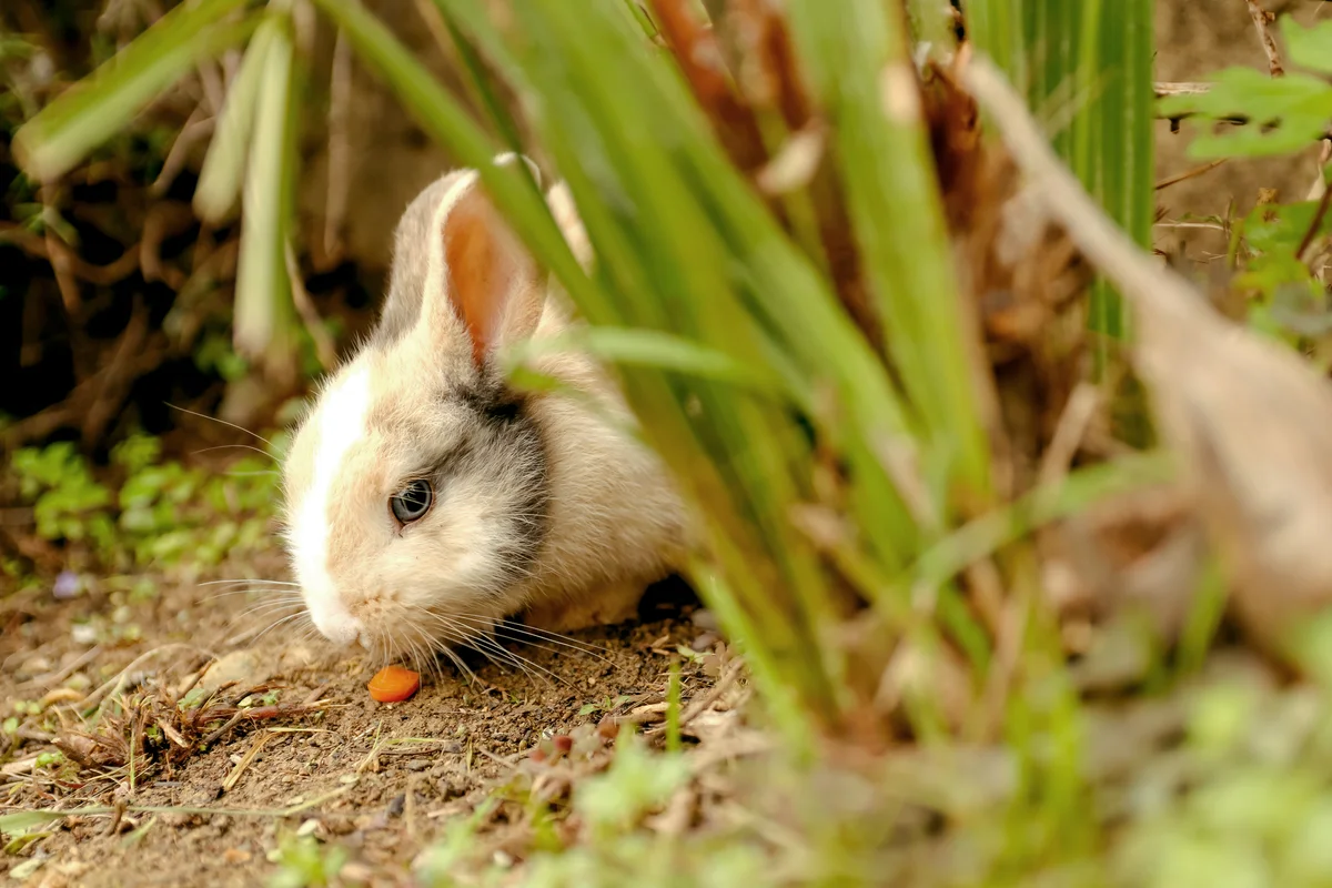 Rabbit eating carrot in the garden