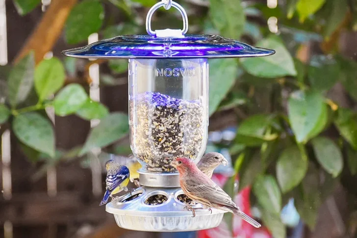 Mason jar bird feeder