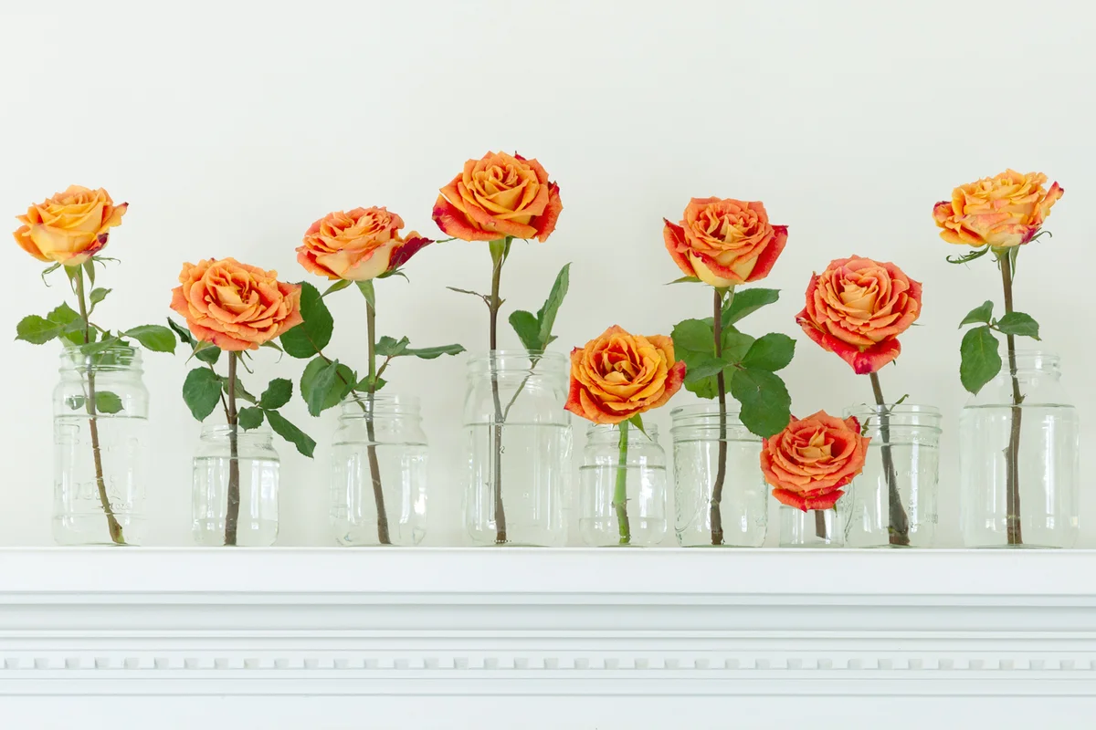 Orange roses in jars lined up on mantel