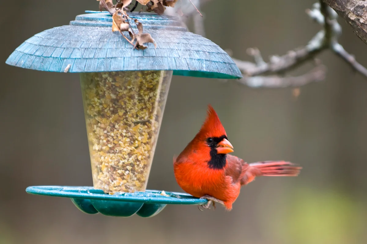 Bird feeder